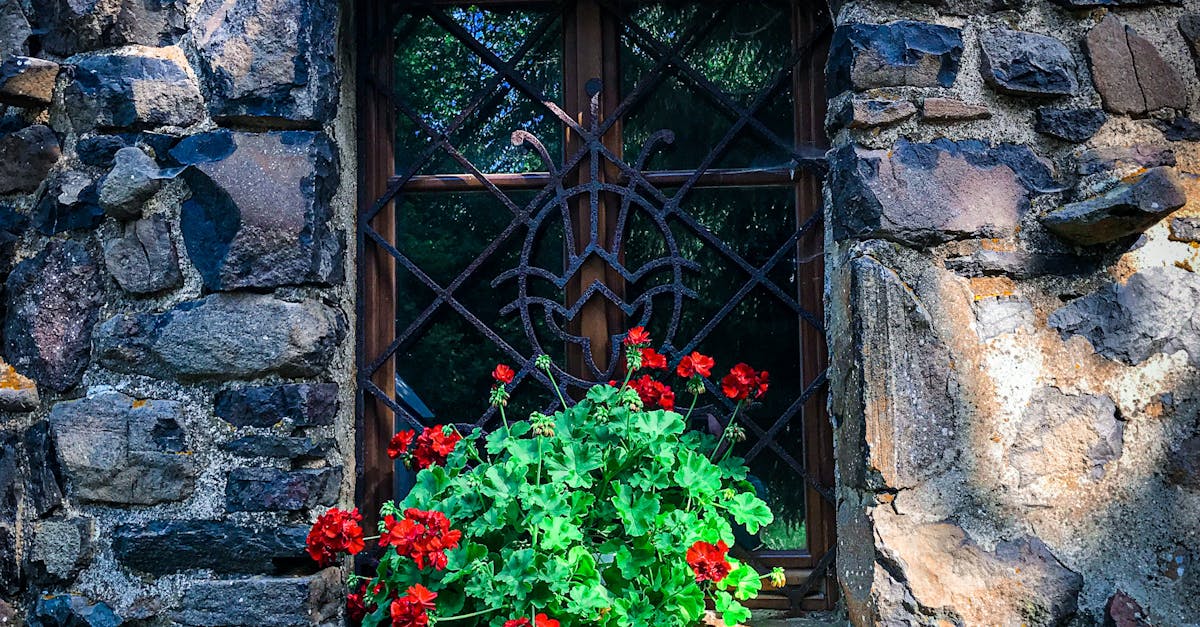 Natural Remedies to Combat Moss and Algae on Stone Walls